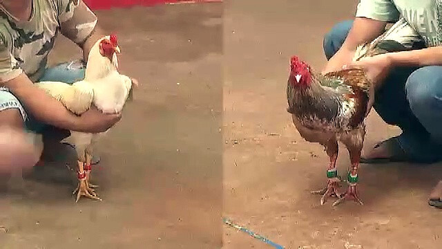 Đá gà Thomo trực tiếp hôm nay nên xem online ở địa chỉ nào? 9 Nên xem đá gà Thomo trực tiếp ở đâu chất lượng nhất?