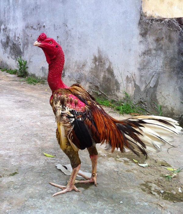 Gà chọi đẹp và đá hay - Hướng dẫn cách đánh giá 6 Cần đặt ra tiêu chí cụ thể khi lựa chọn gà chọi đẹp
