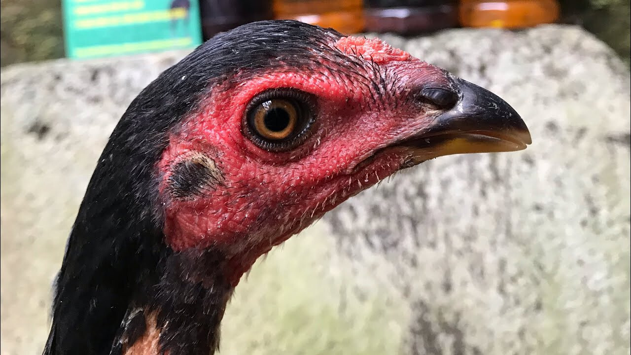 Bật mí cách chọn gà chọi mái để có chiến kê ưng ý 7 Một số đặc điểm trong cách chọn gà chọi mái theo phần đầu