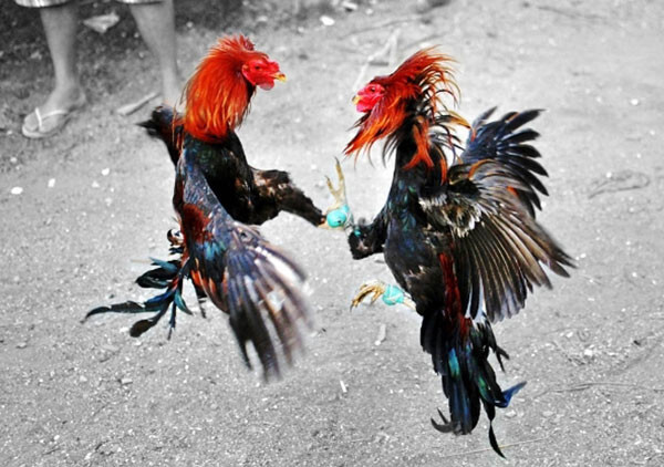 Dấu hiệu nhận biết trận gà chọi hay chuẩn xác nhất 5 Một trận đấu gà chọi hay thì sẽ dựa vào lối đá của chiến kê để xác định