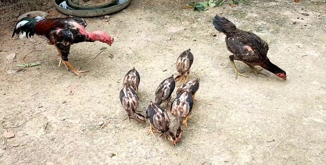 Cách chọn gà chọi con mà sư kê nên biết 7 Nên chọn gà con từ những trang trại gà uy tín