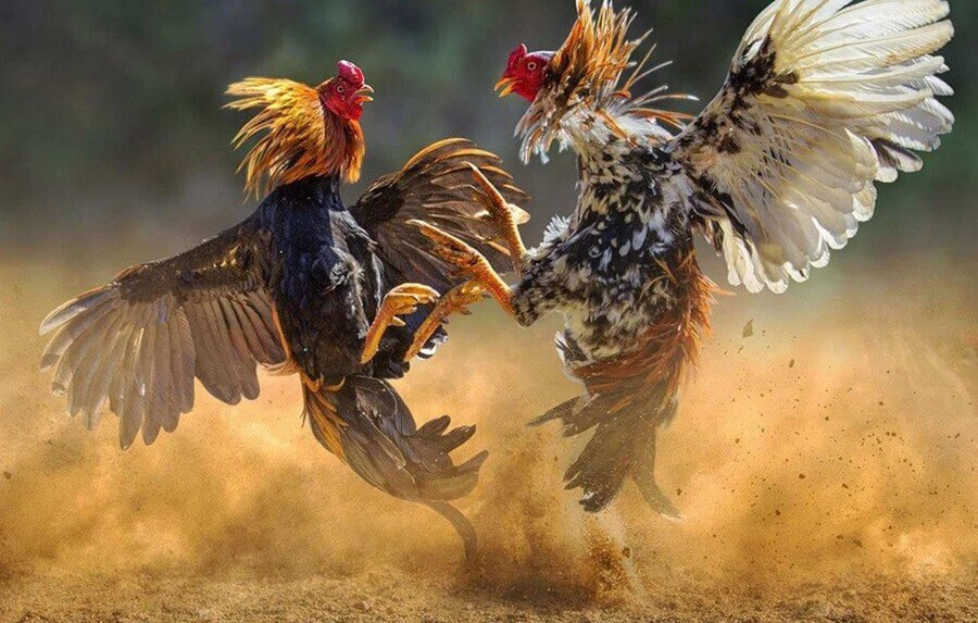 Hướng dẫn chơi đá gà SV388 chi tiết nhất 7 Những hình thức đá gà SV388 phổ biến nhất