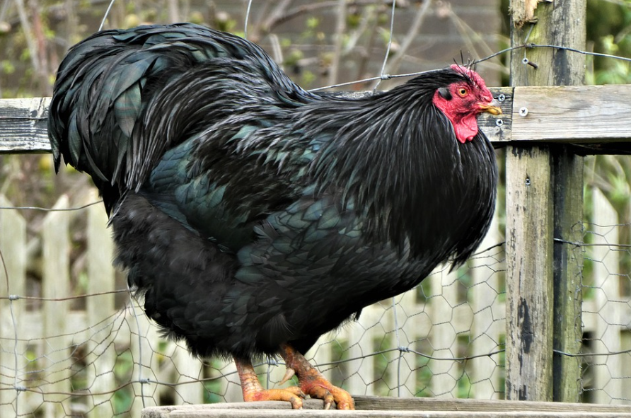 Gà Bắc Kinh – Thông tin giống gà quý hiếm trên thế giới 7 Gà Bắc Kinh có những ưu điểm gì nổi bật?