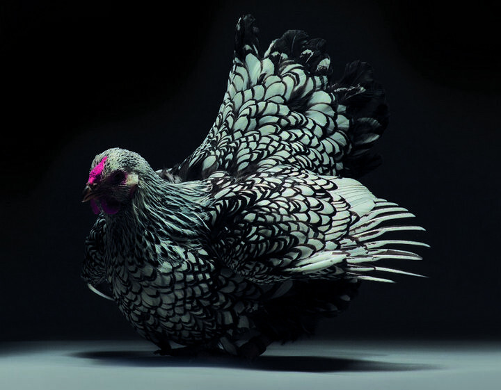 Danh sách 33 loại gà thần kê quý hiếm có thể bạn chưa biết 5 Gà chọi sáu cựa thần kê nổi bật trong danh sách 33 loại gà thần kê