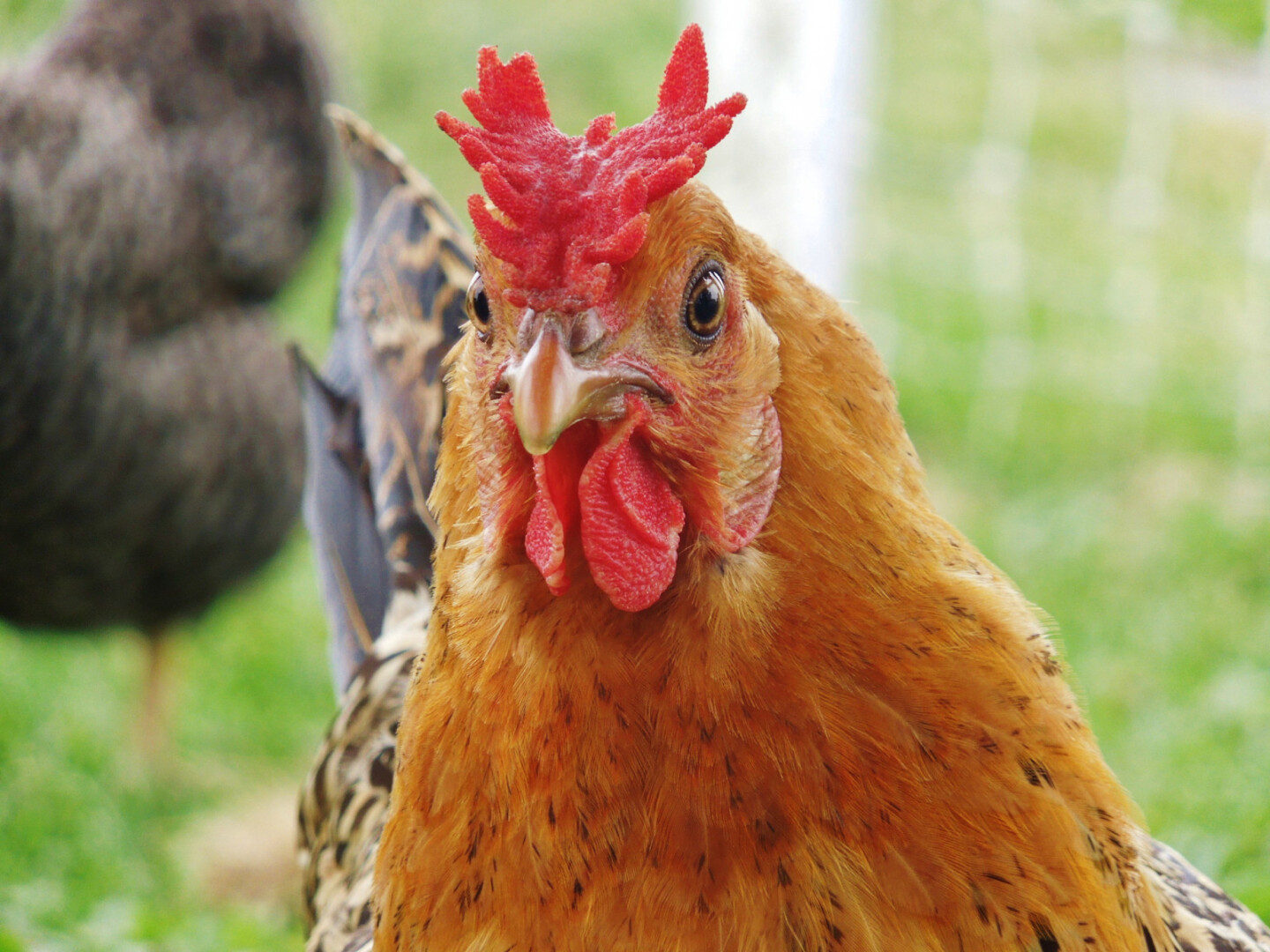 Gà mồng vua tại sao không được sư kê chọn đi thi đấu? 5 Gà mồng vua sở hữu chiếc mồng có hình dáng khá giống vương miện vua