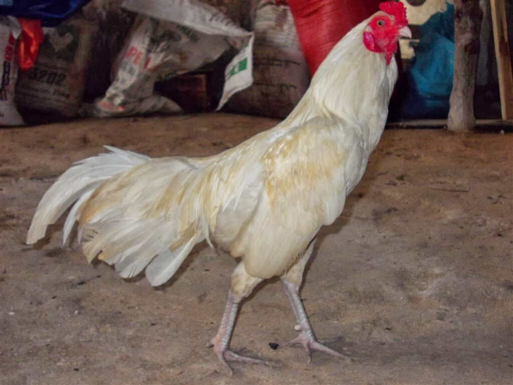 Gà Nhạn là gà gì? Tìm hiểu thông tin về gà Nhạn 5 Gà Nhạn là gì? Giới thiệu tổng quan về gà Nhạn