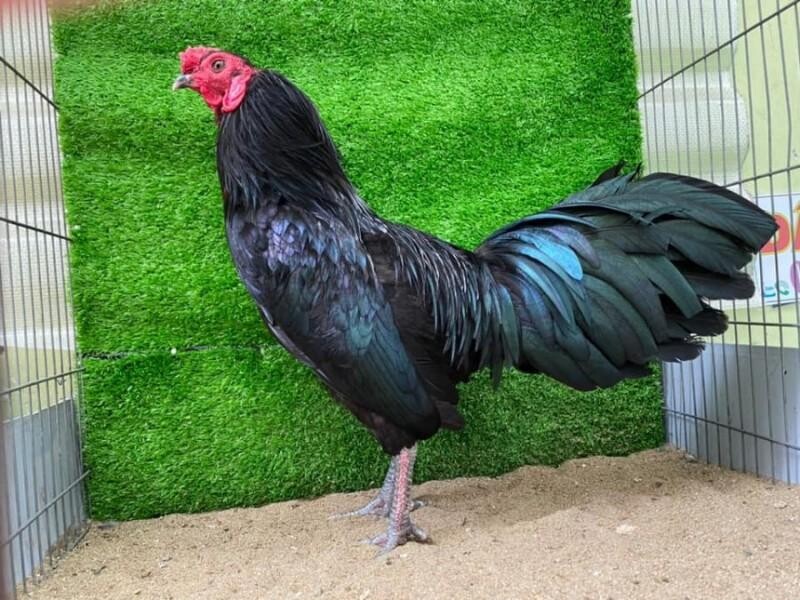 Gà ô chân trắng là gì? Có nên nuôi hay không? 4 Gà ô chân trắng giúp tăng khả năng chiến thắng trong trận đá gà