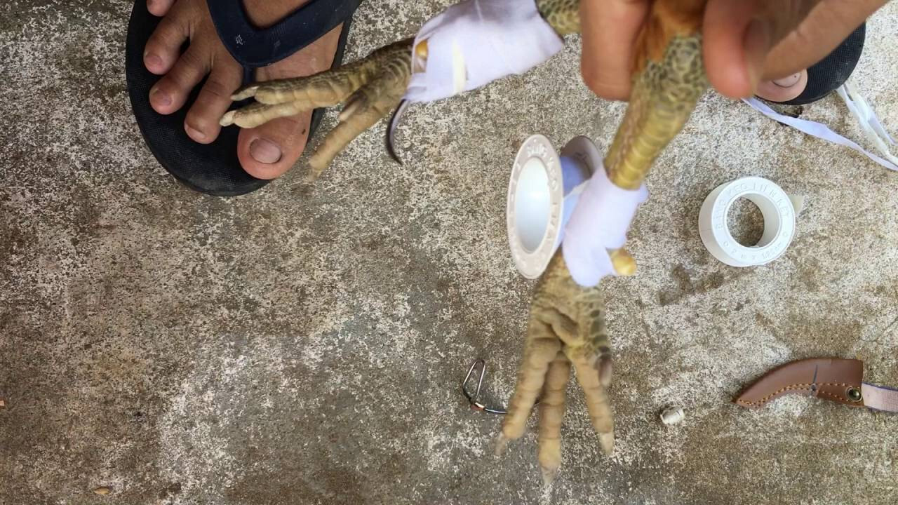 Hướng dẫn cách băng cựa gà đúng chuẩn kỹ thuật 4 Giới thiệu các loại cựa gà đá hiện nay