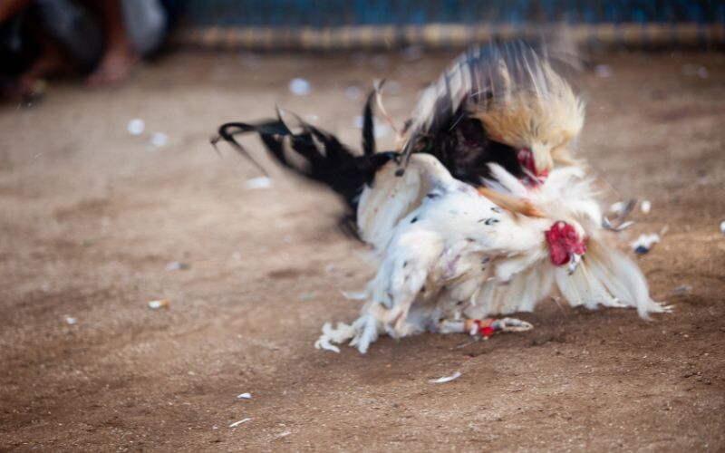 Học ngay những luật chấp trong gà đá cùng chuyên gia 8 Học ngay về luật chấp cho những chiến kê lông theo luật chấp bạc