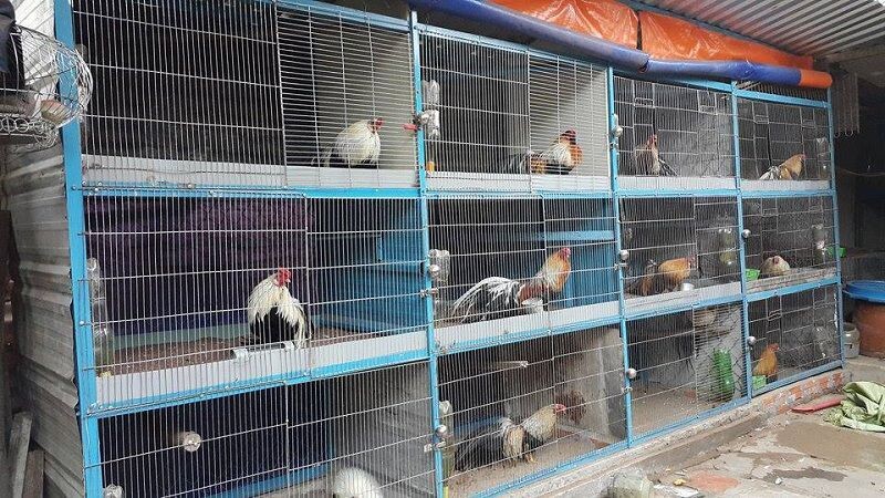 Top trại gà đá uy tín và nổi tiếng nhất tại Việt Nam 9 Khu vực miền Nam có nhiều trại gà chất lượng