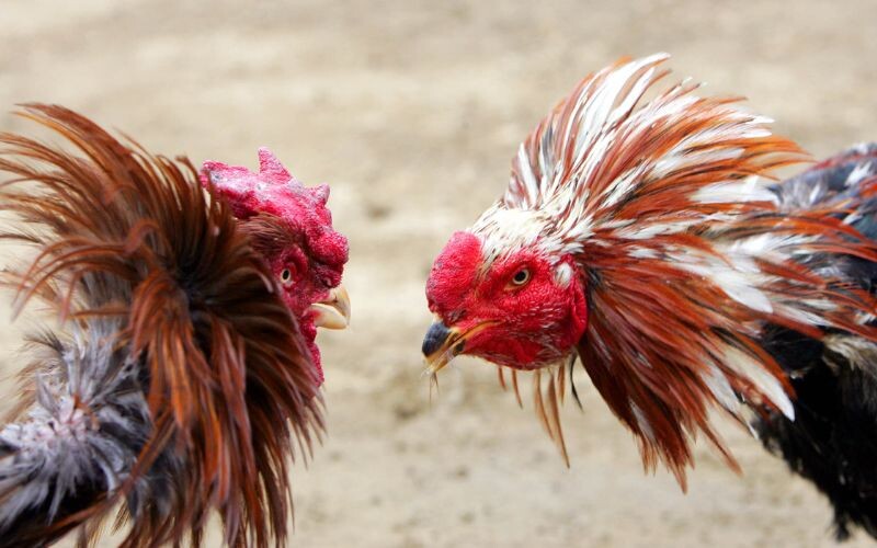 Học ngay những luật chấp trong gà đá cùng chuyên gia 9 Luật chấp cựa cho gà tre hiện nay hầu như không được áp dụng