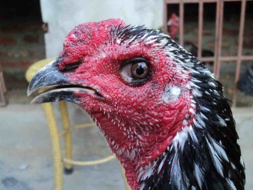 Cách xem mắt gà chọi lì mà các sư kê nên biết 7 Màu mắt là một yếu tố quan trọng giúp bạn chọn được chiến kế đẹp và đá hay