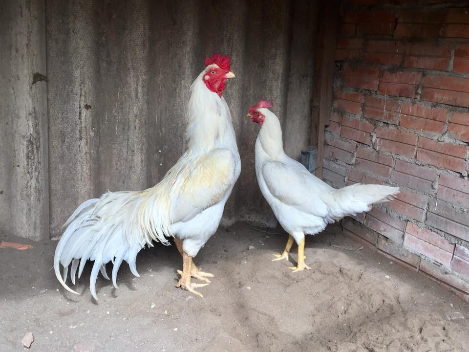 Gà Nhạn là gà gì? Tìm hiểu thông tin về gà Nhạn 6 Một số đặc điểm nổi bật của giống gà Nhạn