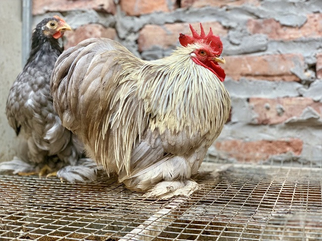 Gà Bắc Kinh – Thông tin giống gà quý hiếm trên thế giới 4 Một số đặc điểm nổi bật nhất của giống gà Bắc Kinh