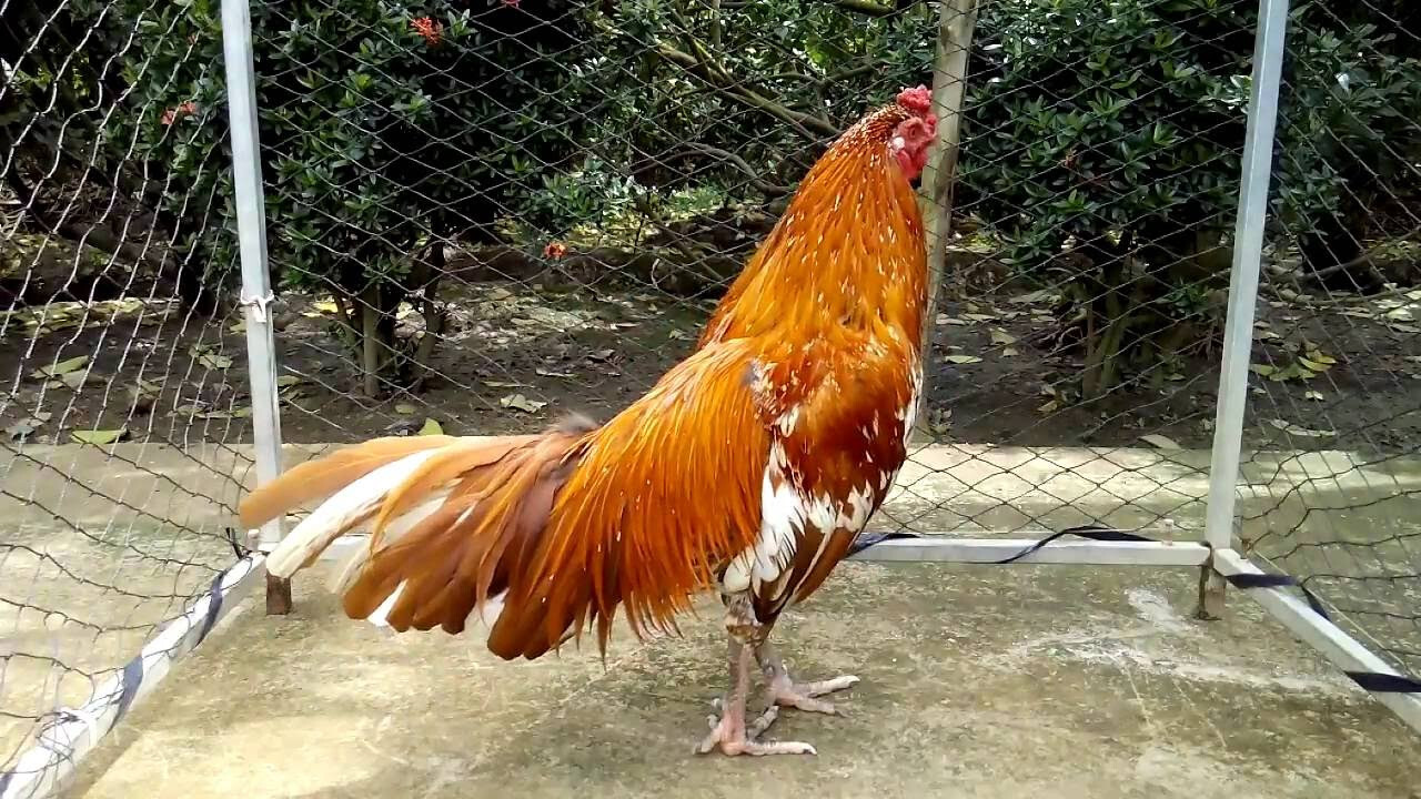 Gà khét là gì? Tìm hiểu giống gà khét bách chiến bách thắng 7 Một số lưu ý khi lựa chọn gà khét