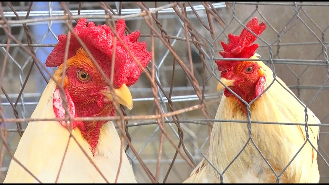 Gà mồng vua tại sao không được sư kê chọn đi thi đấu? 6 Tại sao sư kê không chọn gà mồng vua để thi đấu?