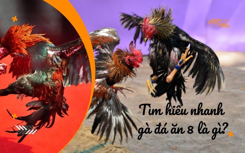 Gà đá ăn 8 là gì? - Bật mí tất tần tật chi tiết 6 Tìm hiểu nhanh về gà đá ăn 8 là gì?