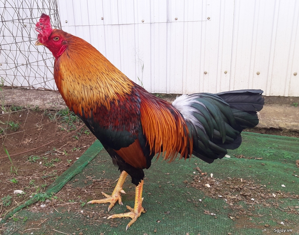 Chợ Tốt gà đá Bến Tre - Tổng hợp thông tin mới nhất 6 Tìm hiểu thông tin tổng quan về gà đá Bến Tre