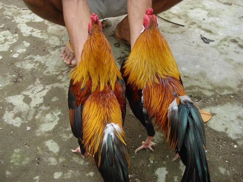 Các loại gà linh kê thần kê siêu hiếu chiến, quý hiếm 11 Anh em đã biết phân biệt gà linh kê thần kê chưa?