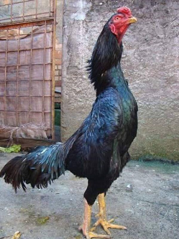 Tổng hợp thông tin về gà Shamo Nhật Bản từ A - Z 11 Cần lưu ý điều gì trong quá trình chăn nuôi gà Shamo