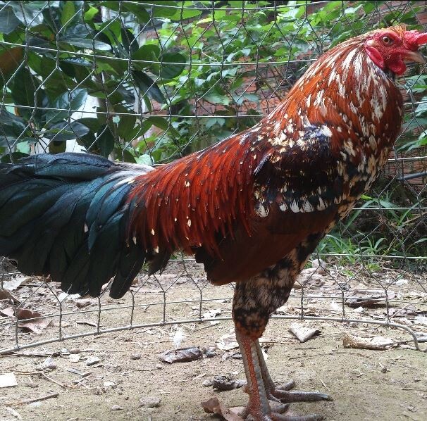 Chợ tốt gà đá quận 8 - Lý do nên mua gà chọi tại đây 5 Chợ tốt gà đá quận 8 là một địa chỉ phân phối gà cực kỳ đa dạng