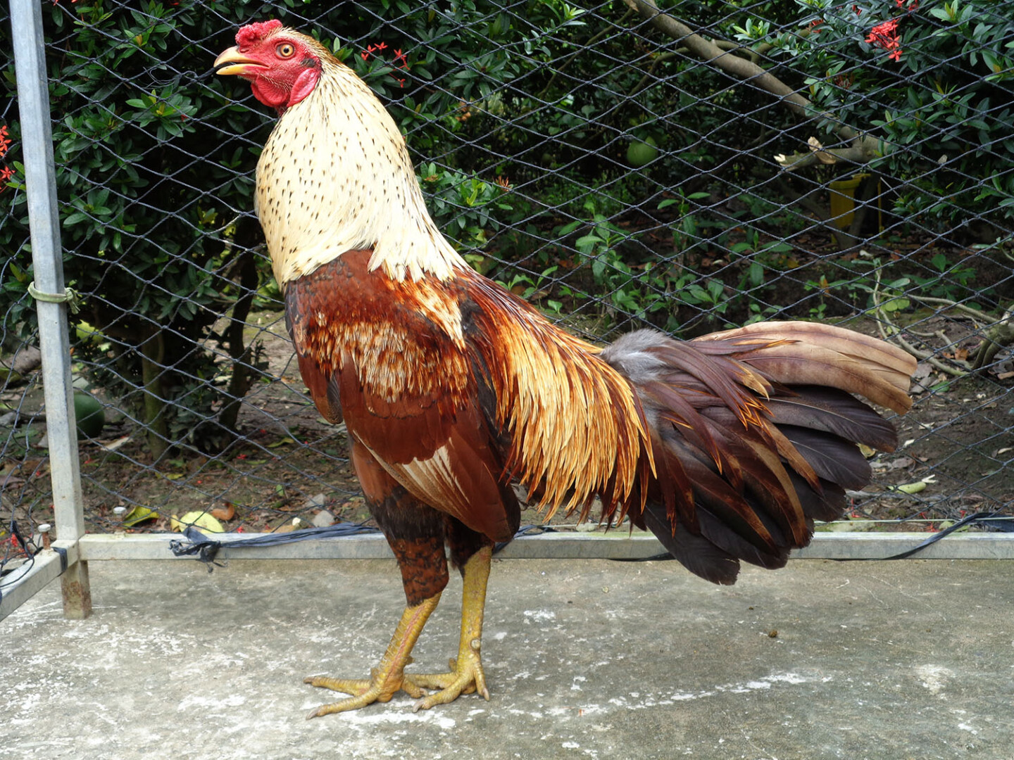 Tổng hợp thông tin chợ tốt gà đá quận 12 bạn chưa biết 5 Chợ tốt là kênh mua sắm lớn nhất cả nước