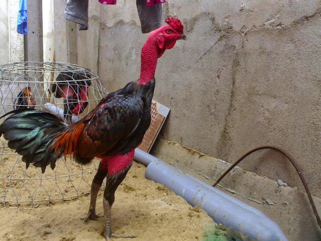 Nguyên nhân và cách chăm sóc gà đá thiếu cân đúng cách 4 Có rất nhiều nguyên nhân khiến gà đá bị thiếu cân