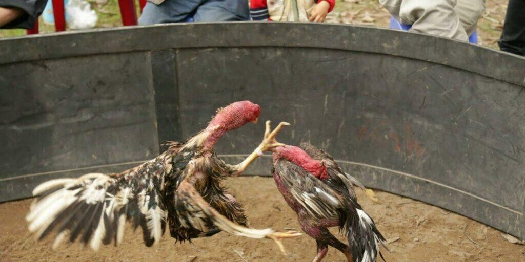 Luật đá gà chọi miền Bắc chính xác, chi tiết từ A – Z 7 Đá gà chọi miền Bắc thường có 3 hạng giúp trọng tài phân chia các cặp sao cho phù hợp nhất