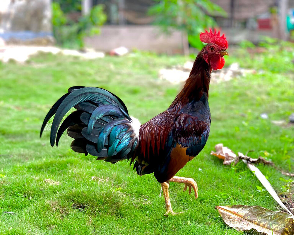 Gà Asil Mỹ - Chiến kê siêu hạng trong mọi thời đại 7 Dòng gà Asil Mỹ hiện nay có rất nhiều loại lai tạo khác nhau