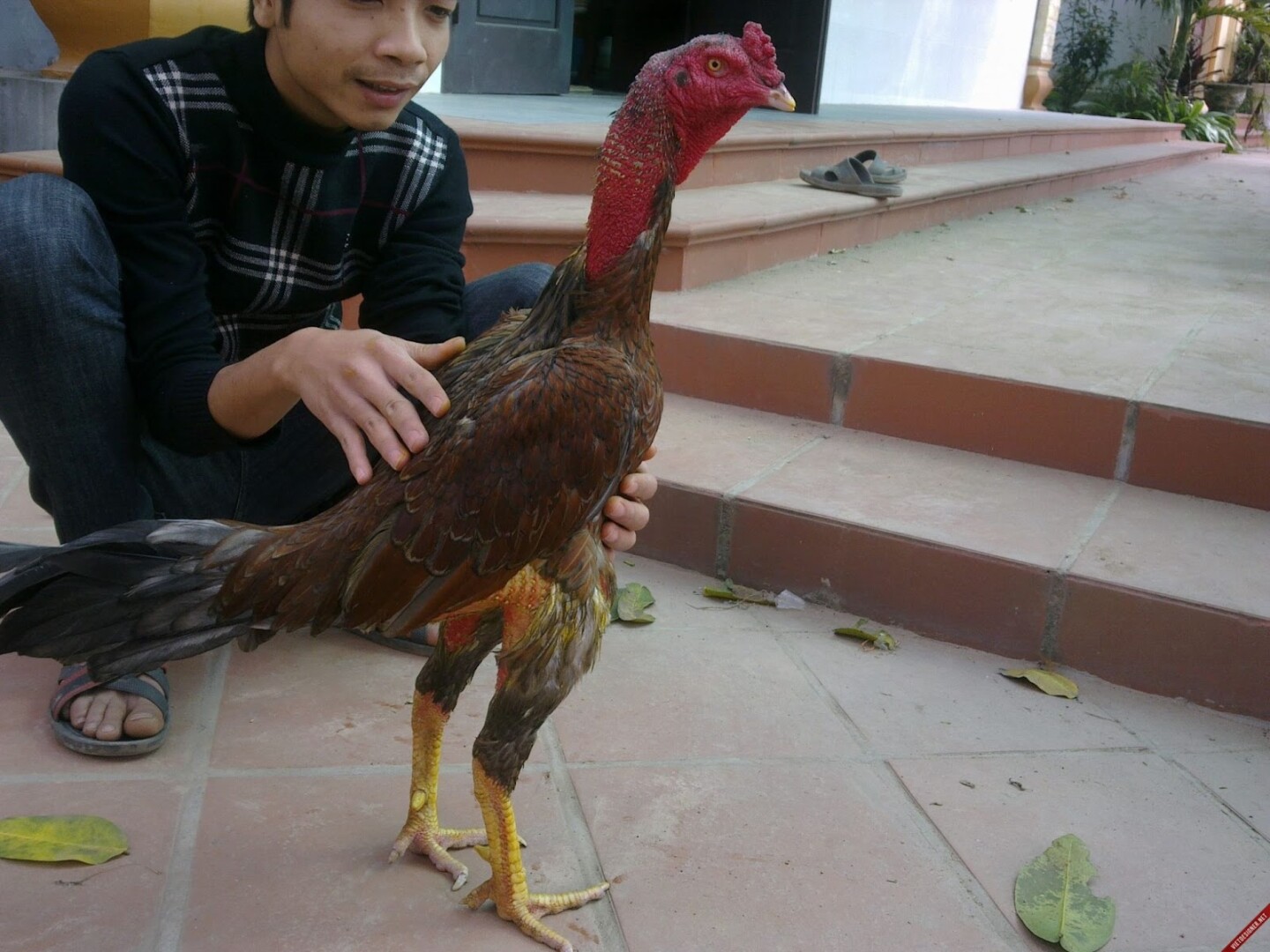 Phương pháp bế gà đá đúng cách mà bạn nên biết 6 Gà chọi cần dạn người hơn để không gặp bất lợi trên sàn đấu