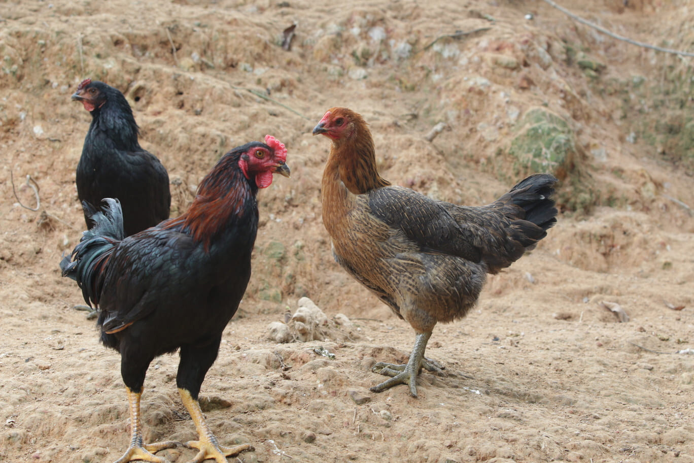 Gà lai chọi có đặc điểm gì? Hướng dẫn cách chăm sóc 5 Gà chọi lai là tên gọi chung cho giống gà có dòng ông bà hoặc bố mẹ là gà chọi