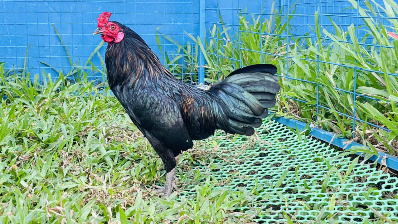 Gà Jap là gà gì? Những điều thú vị về giống gà Jap 5 Gà Jap là gà gì thường nổi tiếng với các trận chiến gà cựa sắt cựa dao