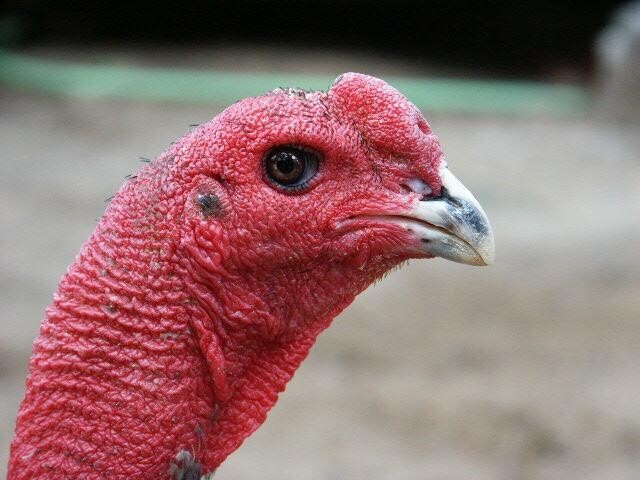 Các loại gà linh kê thần kê siêu hiếu chiến, quý hiếm 19 Gà linh kê mắt ếch mắt mèo