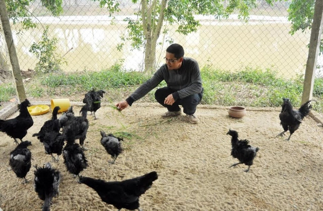 Gà đá mặt quỷ có đặc điểm gì? Kỹ thuật nuôi gà mặt quỷ 7 Giống gà đá mặt quỷ không phải từ Việt Nam nên quá trình nuôi cần đúng kỹ thuật