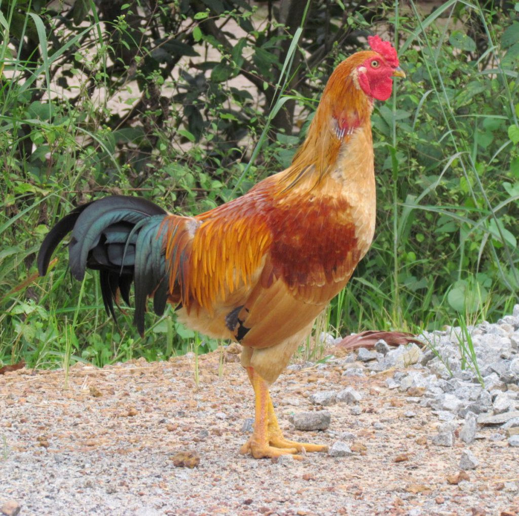 Gà Kiến là gì? Tìm hiểu thông tin chi tiết nhất về giống gà Kiến 5 Hình dáng của gà Kiến nổi bật với tầm vóc nhỏ, cao ráo