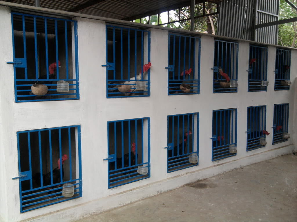 Hướng dẫn xây dựng mô hình nuôi gà chọi mang lại hiệu quả 7 Lợi ích của việc xây dựng mô hình gà chọi đúng chuẩn là gì?
