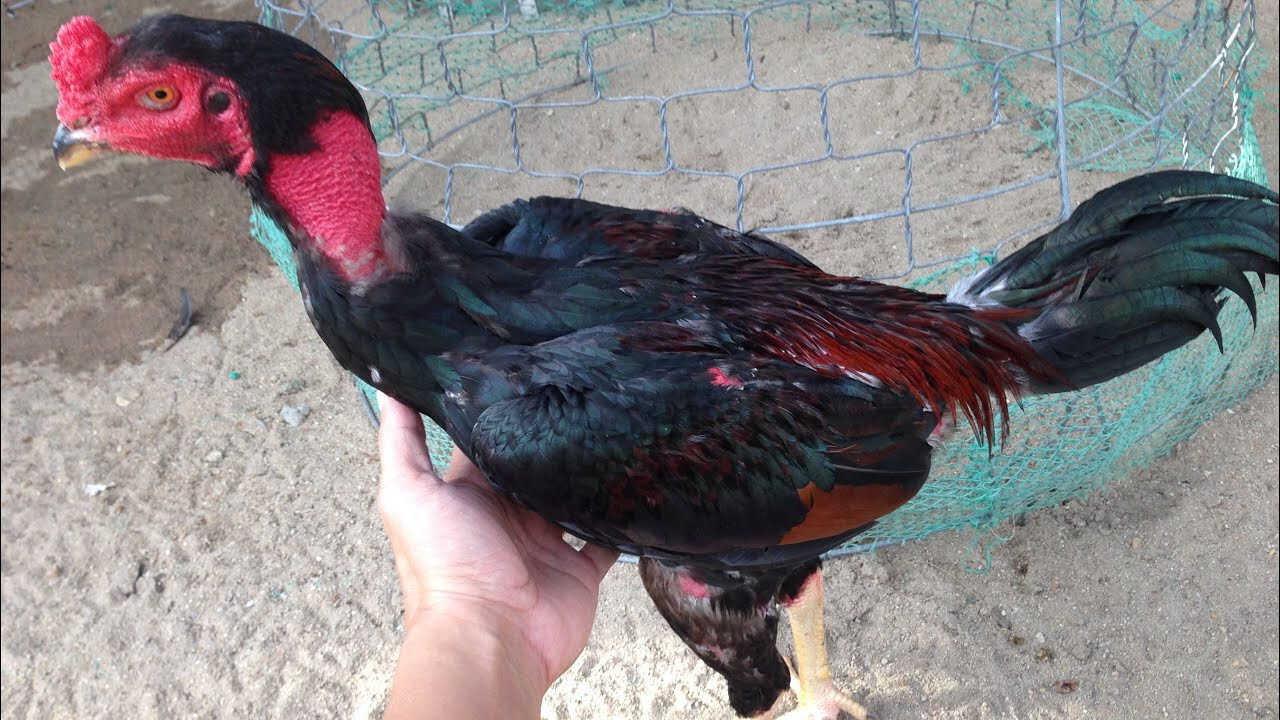 Tìm hiểu cách om gà chọi hiệu quả nhất hiện nay 7 Om gà chọi là gì?