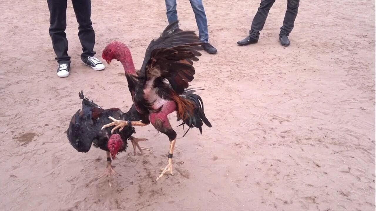 Bật mí cách tập tạ chân cho gà đá đúng cách sư kê cần biết 7 Cách tập tạ chân cho gà đá hiệu quả đang được nhiều sư kê áp dụng