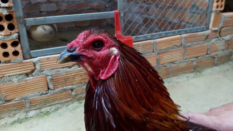 Có nên chọn gà chọi mắt ếch hay không? 7 Có nên chọn gà chọi mắt ếch khi thi đấu hay không?