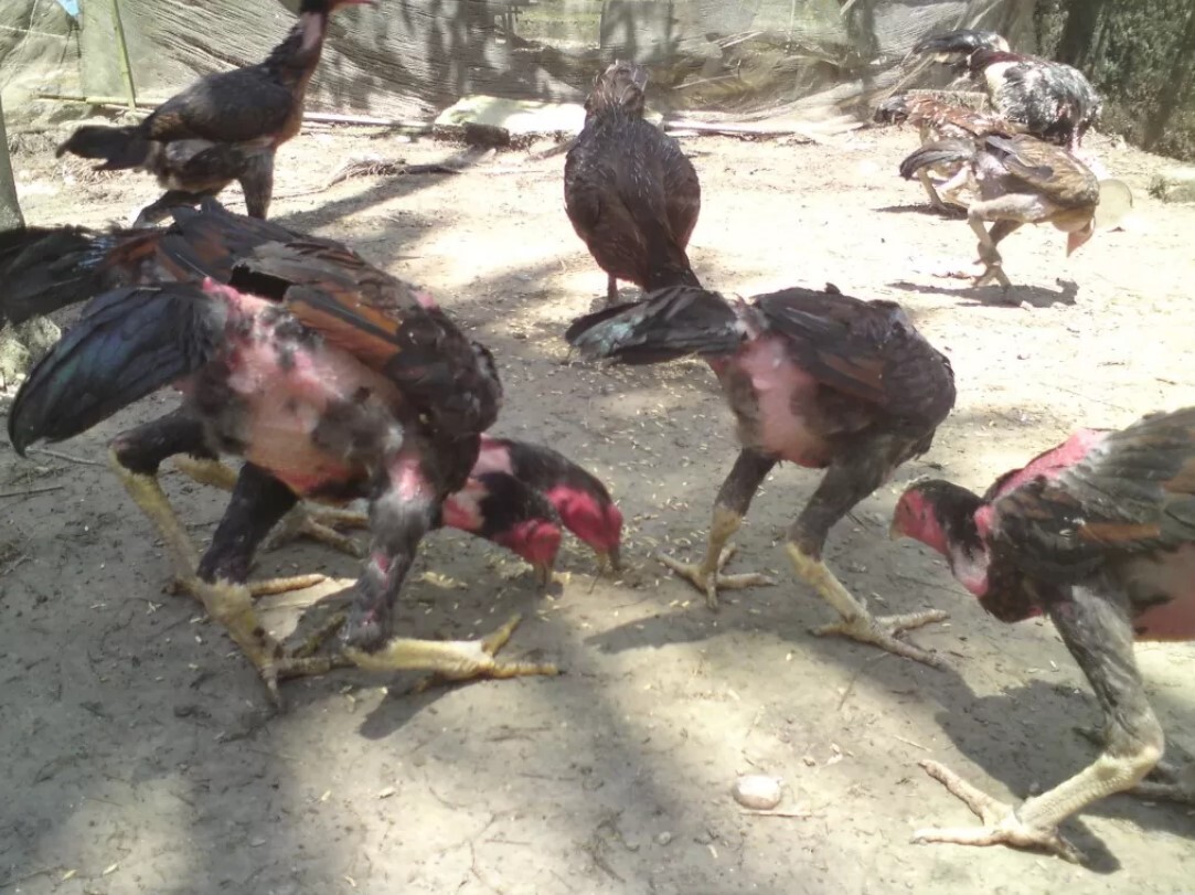 Cách chăm sóc gà chọi tơ mà sư kê cần biết 6 Để gà chọi tơ phát triển tốt thì bạn nên duy trì lượng thức ăn phù hợp