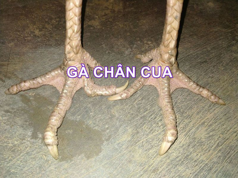 Tìm hiểu về gà đá chân cua và kinh nghiệm nuôi nên biết 7 Gà chân cua là gì?