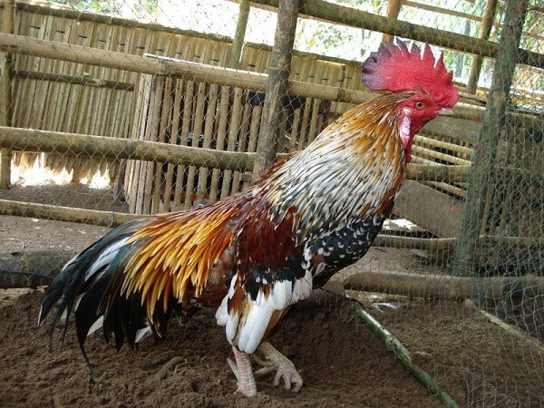 Hướng dẫn xem lông gà chọi đá hay như thế nào chuẩn? 5 Gà ngũ sắc