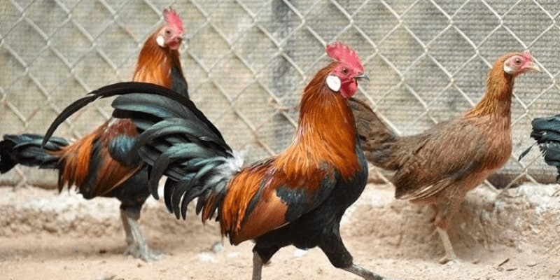 Tìm hiểu về gà rừng Saipan cùng những kinh nghiệm nuôi 6 Gà rừng Saipan rất quý hiếm