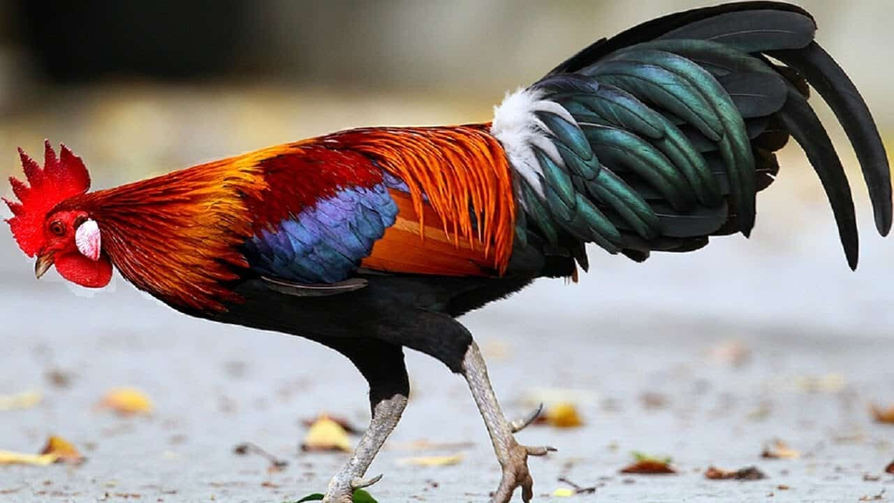 Hướng dẫn chi tiết thiến gà đúng cách, an toàn nhất 8 Hướng dẫn chi tiết cách thiến gà với thiến móc