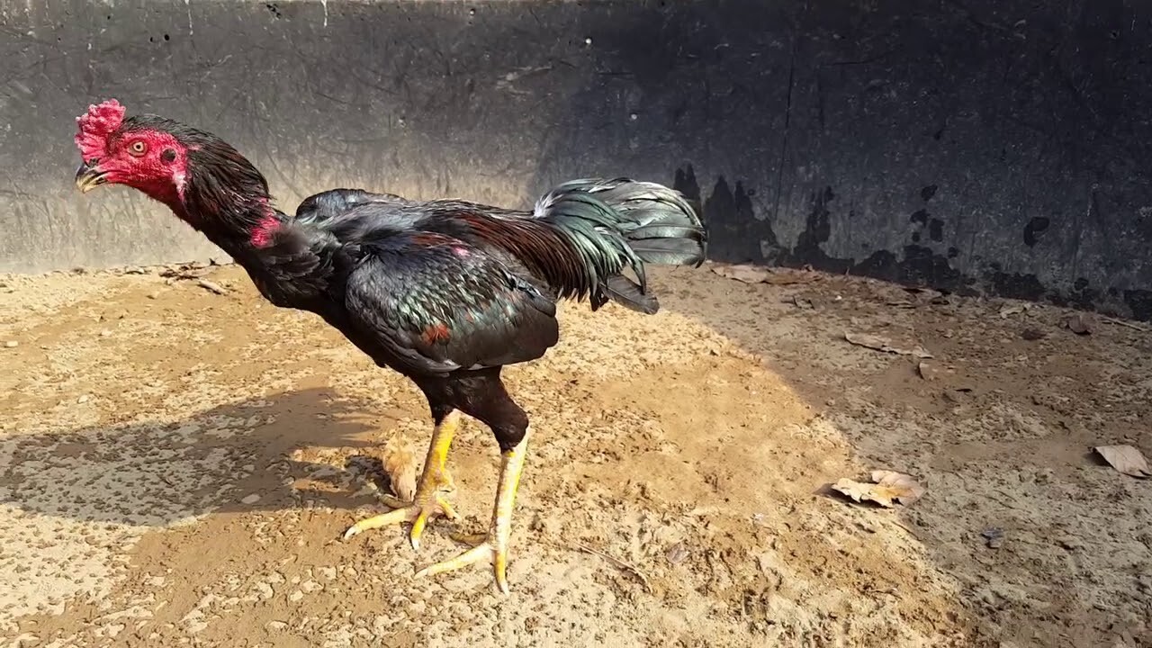 Cách chăm sóc gà chọi tơ mà sư kê cần biết 7 Khi gà đang thay lông thì bạn nên tránh việc om bóp gà - cách chăm sóc gà chọi tơ quan trọng