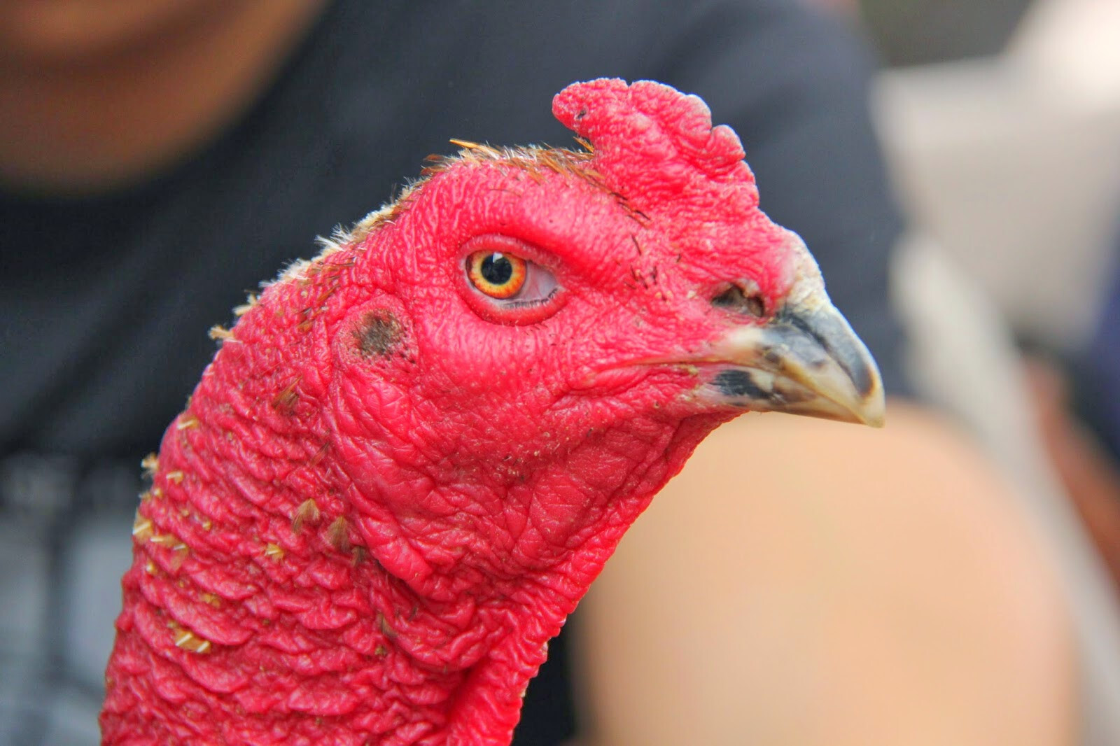 Kỹ thuật xem mắt gà chọi hay anh em sư nên biết 6 Một số yếu tố cần có của mắt gà chọi hay