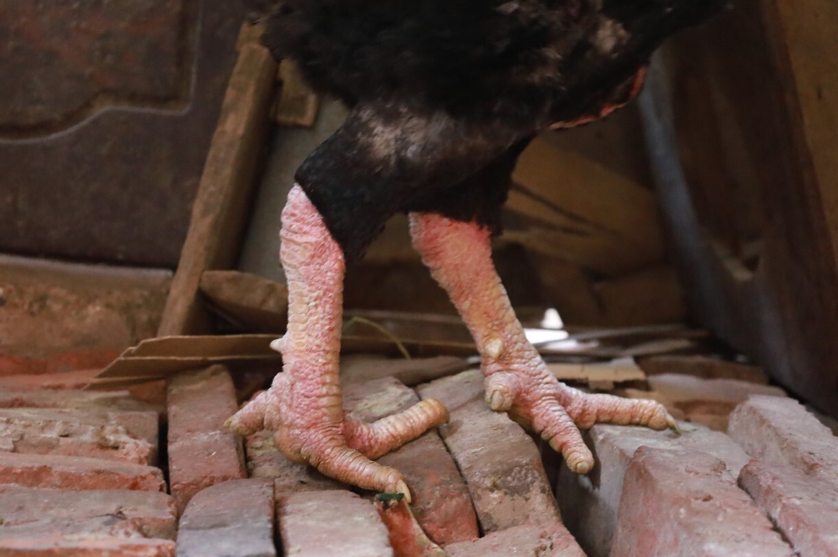 Top 8 vảy gà chọi thần kê đá hay cực chuẩn 4 Nếu bạn tìm được gà có vảy quý thì hãy mua ngay lập tức nhé