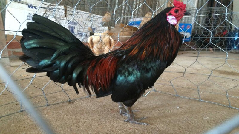 Gà Cọp là gì? Nhận biết đặc điểm của gà cọp 5 Ngắm sơ qua hình thức để đánh giá