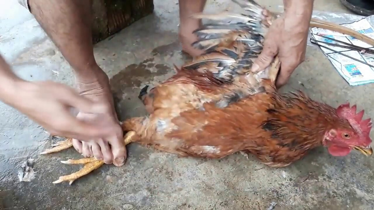 Hướng dẫn chi tiết thiến gà đúng cách, an toàn nhất 6 Thiến gà là một việc quan trọng, phổ biến trong quá trình nuôi gà trống