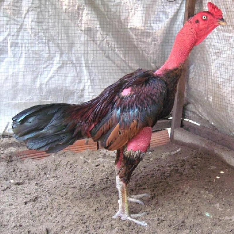 Cách chữa trị gà đá bị biếng ăn hiệu quả 100% sư kê nên biết 12 Cách trị gà đá bị nấm họng dẫn đến tình trạng biếng ăn